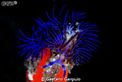 Color-burst. Taken with a very narrow (f45) in murky water by Gaetano Gargiulo 